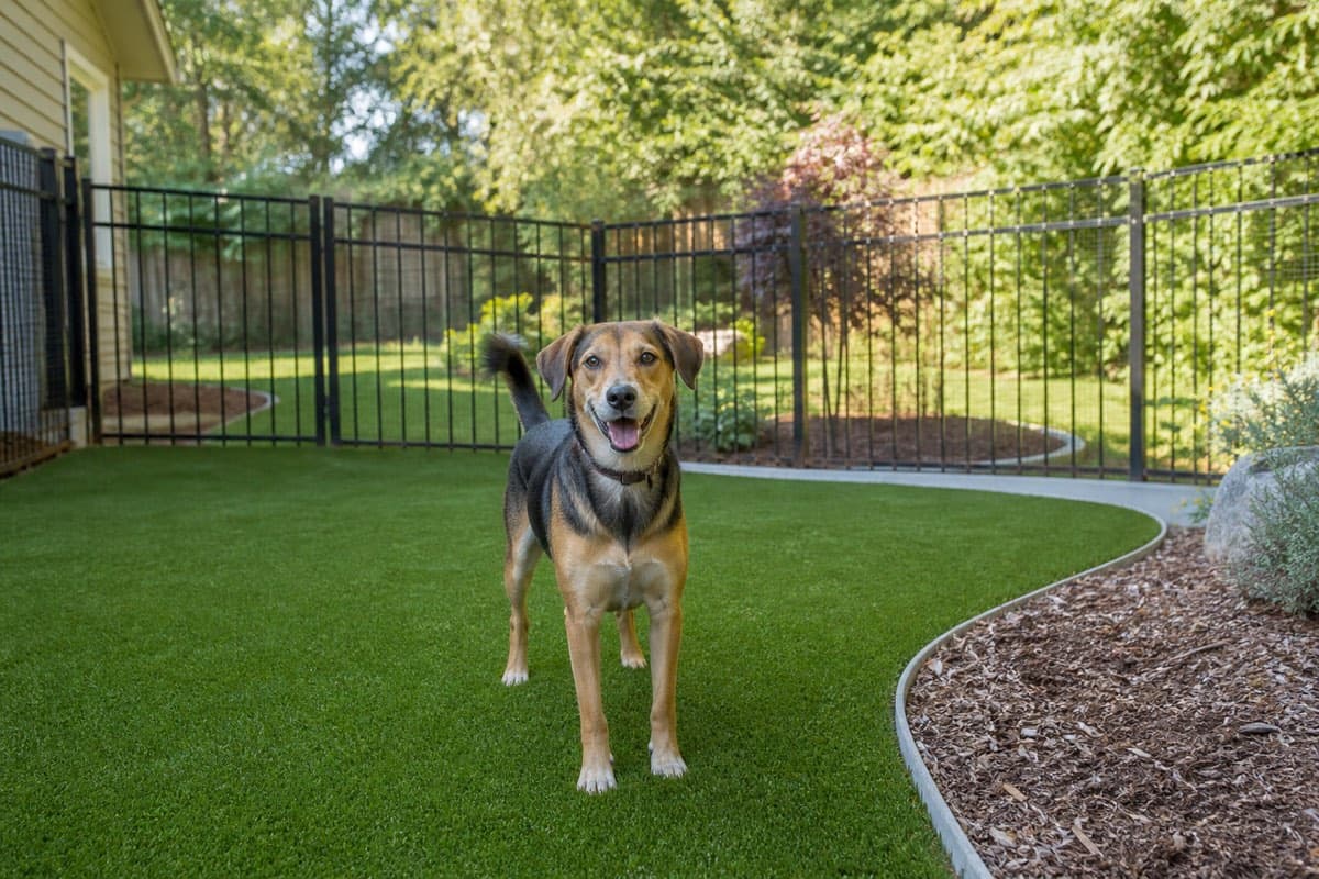 Artificial grass dog run with a happy dog in a fenced backyard