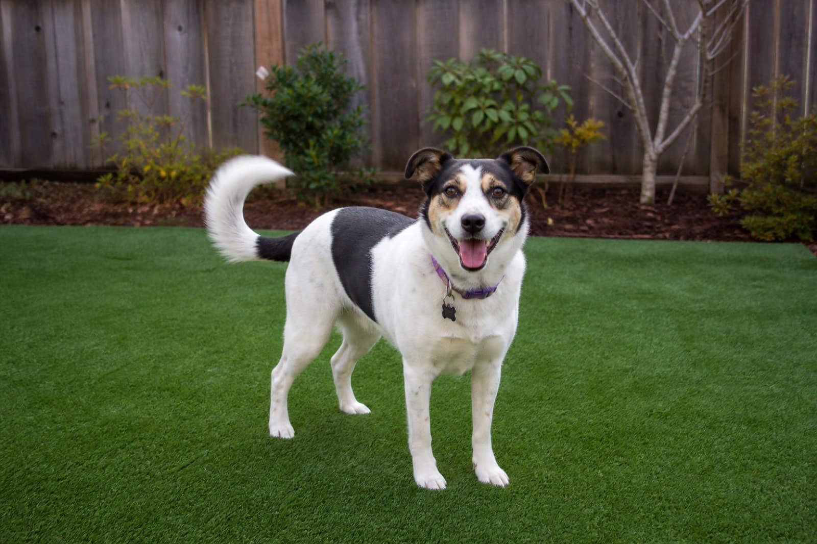 Pet turf dog run installed for a home in Abbotsford, BC